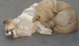 Chó không rời xác bạn trên đường cao tốc khiến dân mạng xúc động