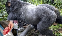 Cho khỉ ăn chuối, du khách bị cắn đau đớn