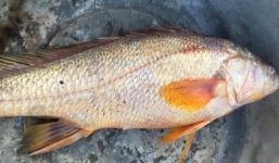 Ngư dân bắt được cá nghi cá sủ vàng trên sông Đồng Nai