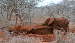 Voi con nhịn ăn, canh gác nhiều ngày bên voi mẹ trúng đạn