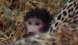 Báo vồ chết khỉ mẹ, ở lại bảo vệ và ủ ấm cho khỉ con