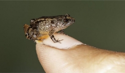 Ếch siêu tí hon được phát hiện