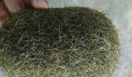 Phát hiện “trư sa” hàng trăm triệu trong bụng lợn nái 200kg