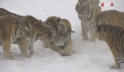 Video: Đàn hổ béo ú xâu xé máy bay không người lái