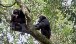 Video: Hy hữu cảnh khỉ mẹ bị đàn tinh tinh con xơi tái