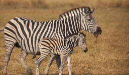 Video: Ngựa vằn con bị truy sát trong bầy ngựa hoang