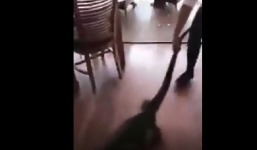 Video: Nữ bồi bàn dũng cảm kéo đuôi thằn lằn khổng lồ khỏi nhà hàng