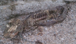 Xác sinh vật bí ẩn dạt vào bờ biển nước Anh gây hoang mang