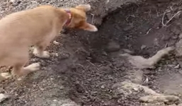 Chó xúc đất chôn đồng loại gây xúc động mạnh