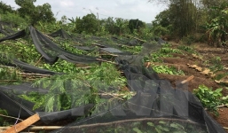 Lốc xoáy kèm mưa lớn trái mùa, quật ngã 70.000 trụ tiêu 