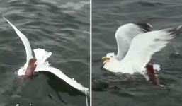 Đeo bám quyết liệt, chồn trèo lên cổ dìm mòng biển chết đuối