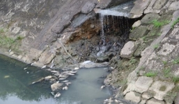 Cá chết hàng loạt trên kênh ở Đà Nẵng nghi do ô nhiễm?