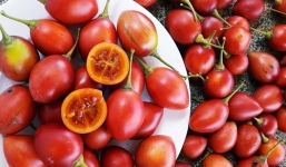 Cà chua thân gỗ giá bạc triệu/kg quả được bà nội trợ săn lùng