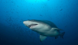 Cận cảnh những sát thủ ăn thịt đồng loại từ trong bụng mẹ