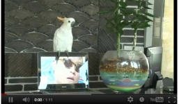 Chú vẹt biết hát luyến láy như ca sĩ gây sốt