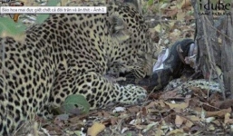Video: Cả gia đình trăn bị báo đốm xơi tái