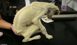 Chú chó bị bỏ rơi và cuộc lột xác ngoạn mục