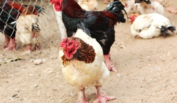 Nguyên nhân gà Đông Tảo chết hàng loạt ở Hưng Yên