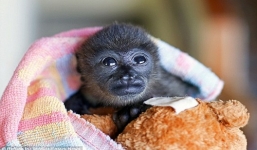 Video: Khỉ mẹ liều mình cứu con thoát khỏi luồng điện cao thế