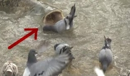 Cá trê dài 2,5 mét nuốt chửng bồ câu trong tích tắc