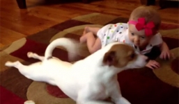 Chú chó 'dạy' em bé tập bò hút triệu lượt xem