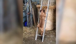 Chó leo thang truy đuổi mèo