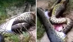 Mổ bụng trăn khổng lồ 3 mét, phát hiện con trăn khác trong bụng