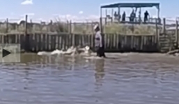 Hãi hùng chứng kiến người đàn ông lội dưới đầm đầy cá sấu