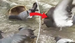 Hà mã nổi tiếng El Salvador bị hành hạ đến chết gây phẫn nộ