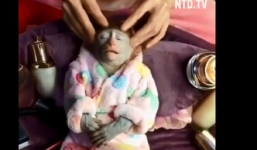 Video: Hài hước cảnh chú khỉ lim dim khi được massage
