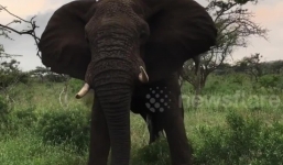 Video: Voi điên tiết quăng cây vào du khách