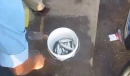 Câu được cả xô cá bằng chai nhựa