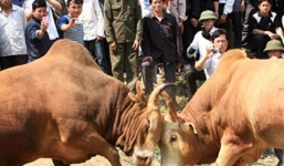 Chồng tổ chức chọi bò, vợ bị húc tử vong