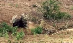 Video: Báo đốm phải chạy thoát thân vì cả gan săn nhím