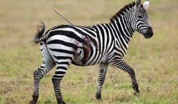 Bị giáo đâm xuyên người, ngựa vằn vẫn ung dung gặm cỏ