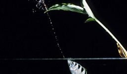 Cá cung thủ với tuyệt chiêu 'bắn đạn nước' để săn mồi