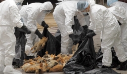  Nam Định: Dịch H5N1 bùng phát, 70 người bị giám sát chặt chẽ