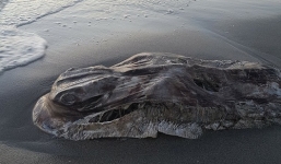'Quái vật biển' dạt vào bờ biển Australia khiến dân bối rối