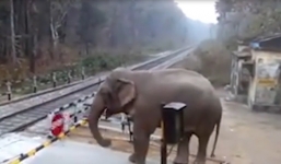 Voi thoát chết trong tích tắc khi cố băng qua đường tàu 