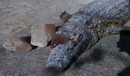 Cá sấu bị ném đá đến chết trong vườn thú Tunisia gây phẫn nộ