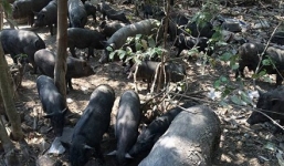 Hơn 300 con lợn rừng xuất hiện bất ngờ khiến làng quê náo loạn