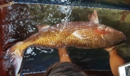 Ngư dân bắt được cá 8kg nghi cá sủ vàng quý hiếm trên sông Cấm