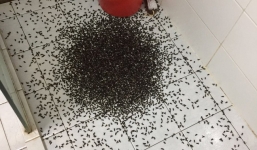 Người đàn ông bị nguyên đàn ong 'xả' vào người khi mở vòi hoa sen