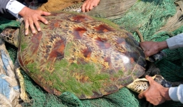 Rùa vàng nặng 45kg, hoa văn lạ mắc lưới trên sông Lam