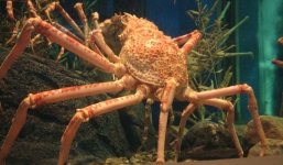 Video: Cua nhện túm tụm xé xác bạch tuộc dưới đáy biển