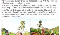 Phó giám đốc Sở Tư pháp Bình Thuận trần tình việc bẻ hoa anh đào