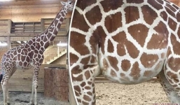 Video: Hươu cao cổ Mỹ sinh con hút triệu người theo dõi