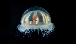 Phát hiện sinh vật hình đĩa bay, phát sáng dưới đáy đại dương