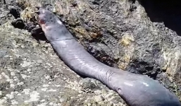 Cận cảnh loài thủy quái chuyên ăn thịt cá mập từ bên trong