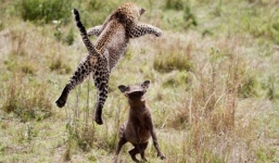 Video: Báo đốm bị chó nuôi gọi đàn truy đuổi khi đột nhập nhà dân